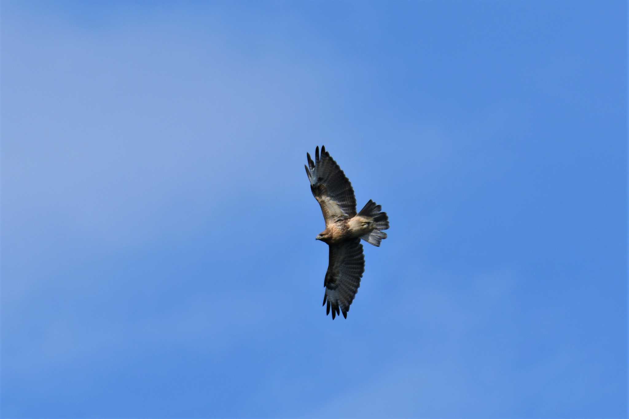 Eastern Buzzard