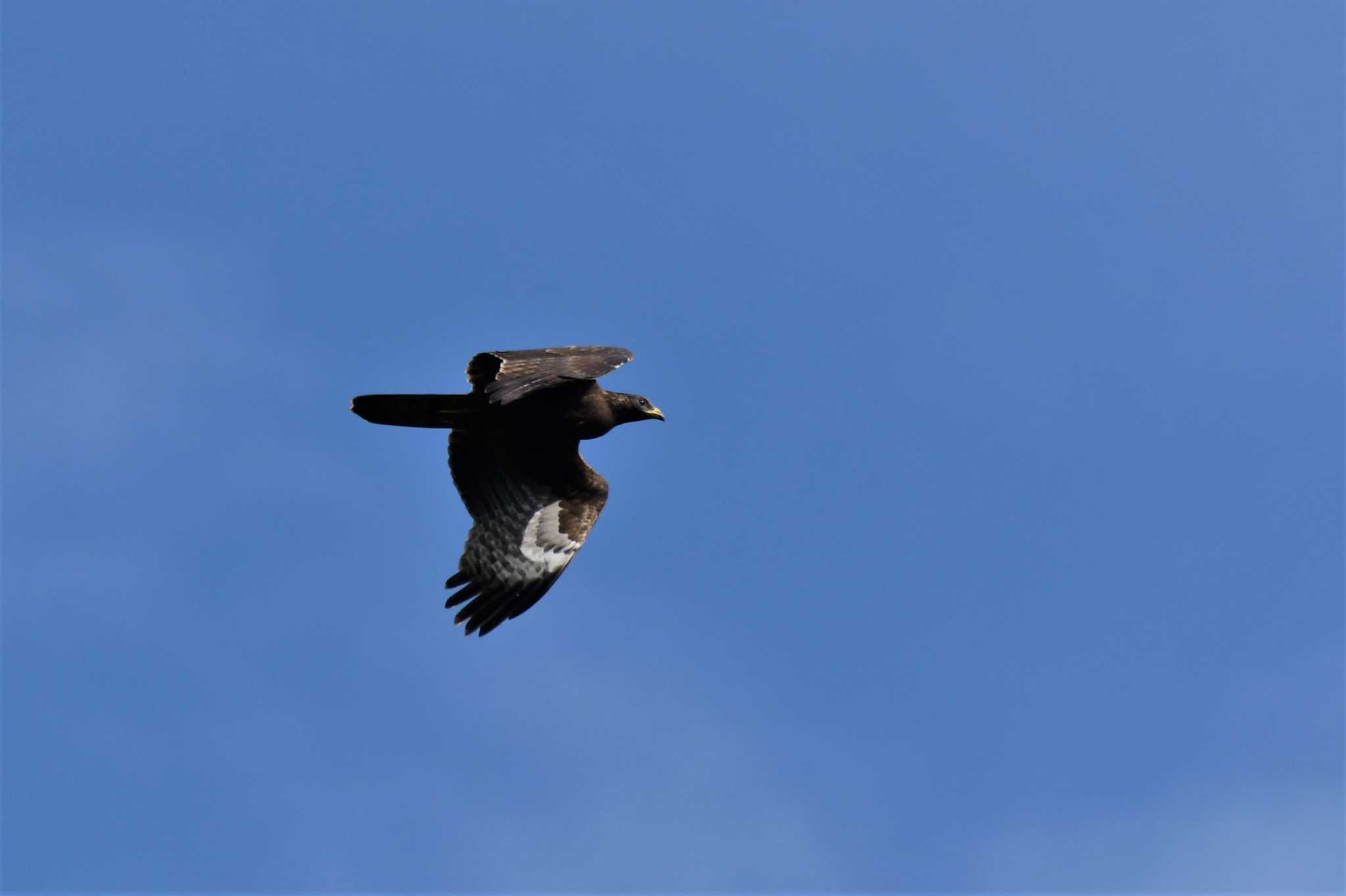 Photo of Crested Honey Buzzard at Shirakaba-touge by Semal