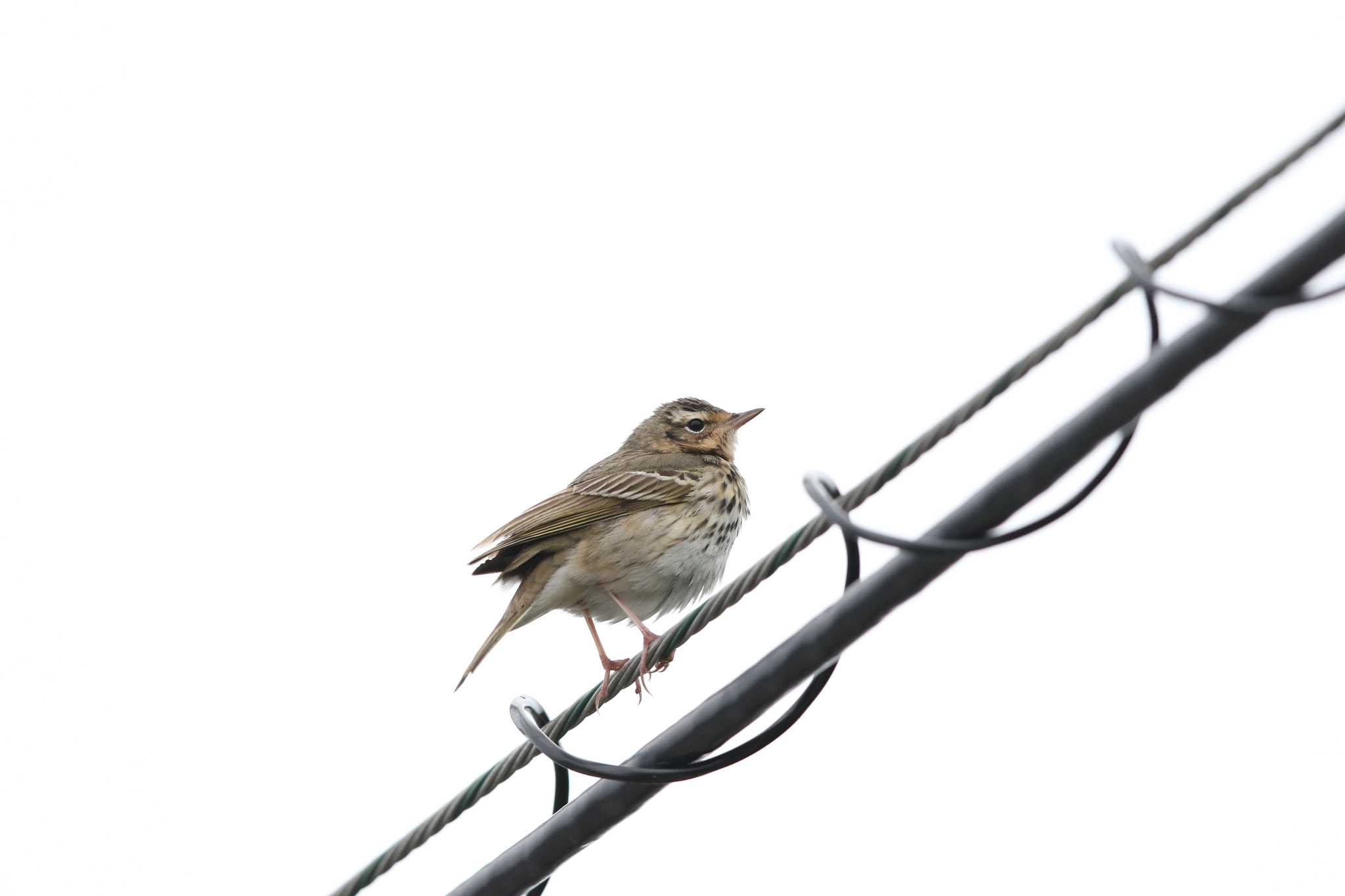 Water Pipit