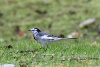 White Wagtail Yamanakako Lake Sun, 9/20/2020