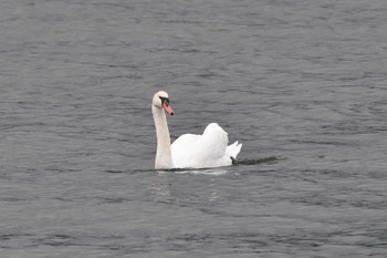 Mute Swan Yamanakako Lake Sun, 9/20/2020