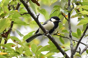 Japanese Tit Yamanakako Lake Sun, 9/20/2020