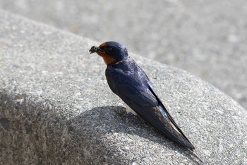 ツバメ 富士宮 2016年6月14日(火)