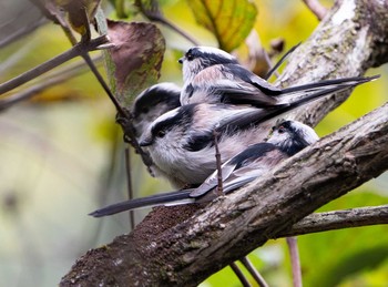 Long-tailed Tit Unknown Spots Sun, 9/20/2020