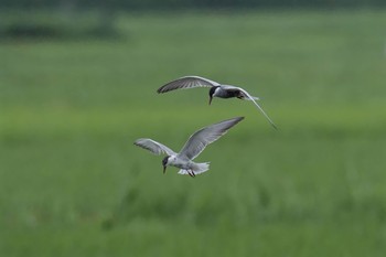 クロハラアジサシ 場所が不明 2016年6月28日(火)