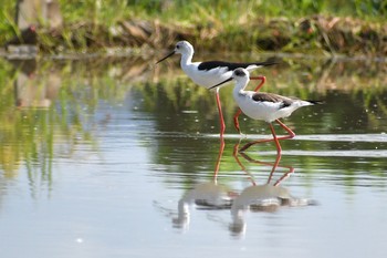 Black-winged Stilt Unknown Spots Sat, 9/19/2020