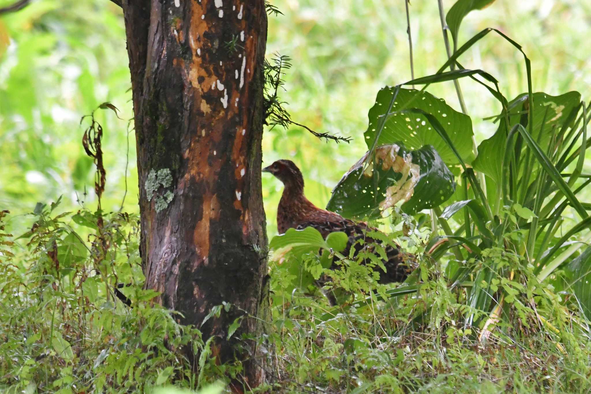 Copper Pheasant