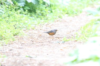 カラアカハラ 舳倉島 2016年5月6日(金)