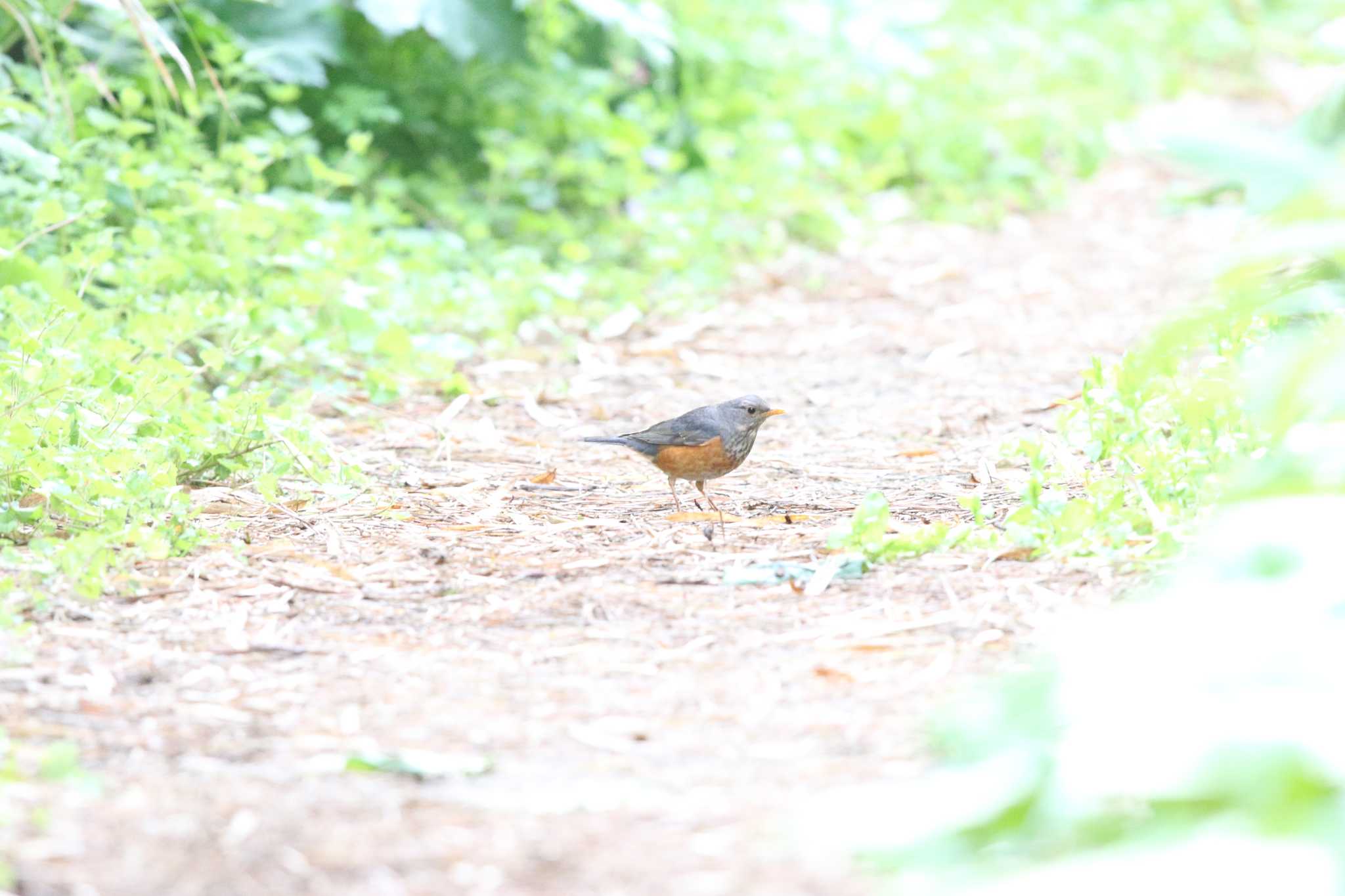 Grey-backed Thrush