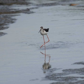 2020年9月18日(金) 六郷橋緑地の野鳥観察記録