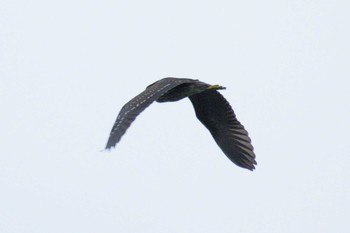 2020年9月21日(月) 多摩川二ヶ領宿河原堰の野鳥観察記録