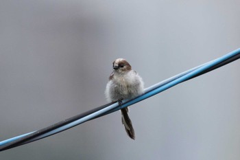 Long-tailed Tit 庭 Thu, 6/30/2016