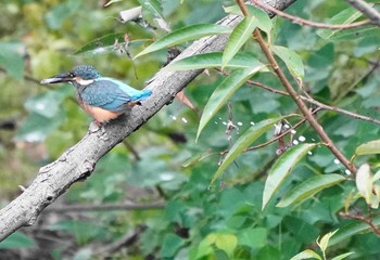 カワセミ 草加市 2020年9月21日(月)