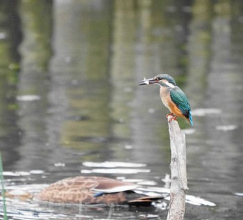 Common Kingfisher 草加市 Mon, 9/21/2020