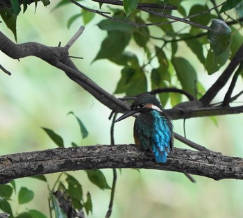 Common Kingfisher 草加市 Mon, 9/21/2020