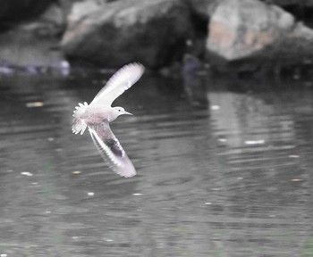 Little Ringed Plover 草加市 Mon, 9/21/2020