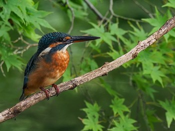 カワセミ 薬師池公園 2020年9月6日(日)