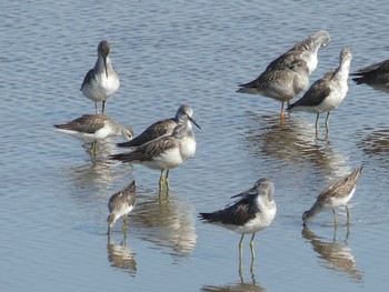 2020年9月20日(日) いしかり調整池(石狩調整池)の野鳥観察記録