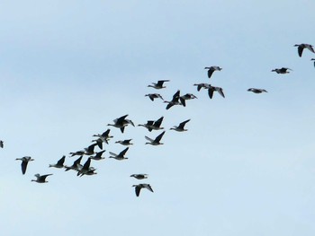 2020年9月20日(日) 宮島沼の野鳥観察記録