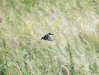 2020年9月21日(月) 鵡川河口の野鳥観察記録