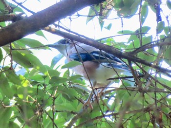 Eurasian Jay 岩湧寺 Sat, 9/19/2020