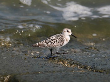 2020年9月21日(月) 徳島市吉野川河口の野鳥観察記録