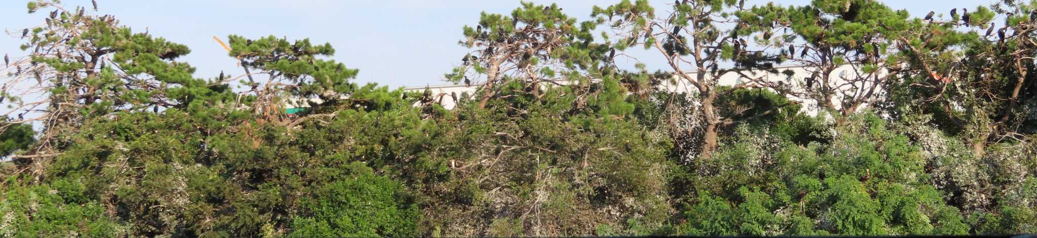 東京港野鳥公園 カワウの写真 by ゆ