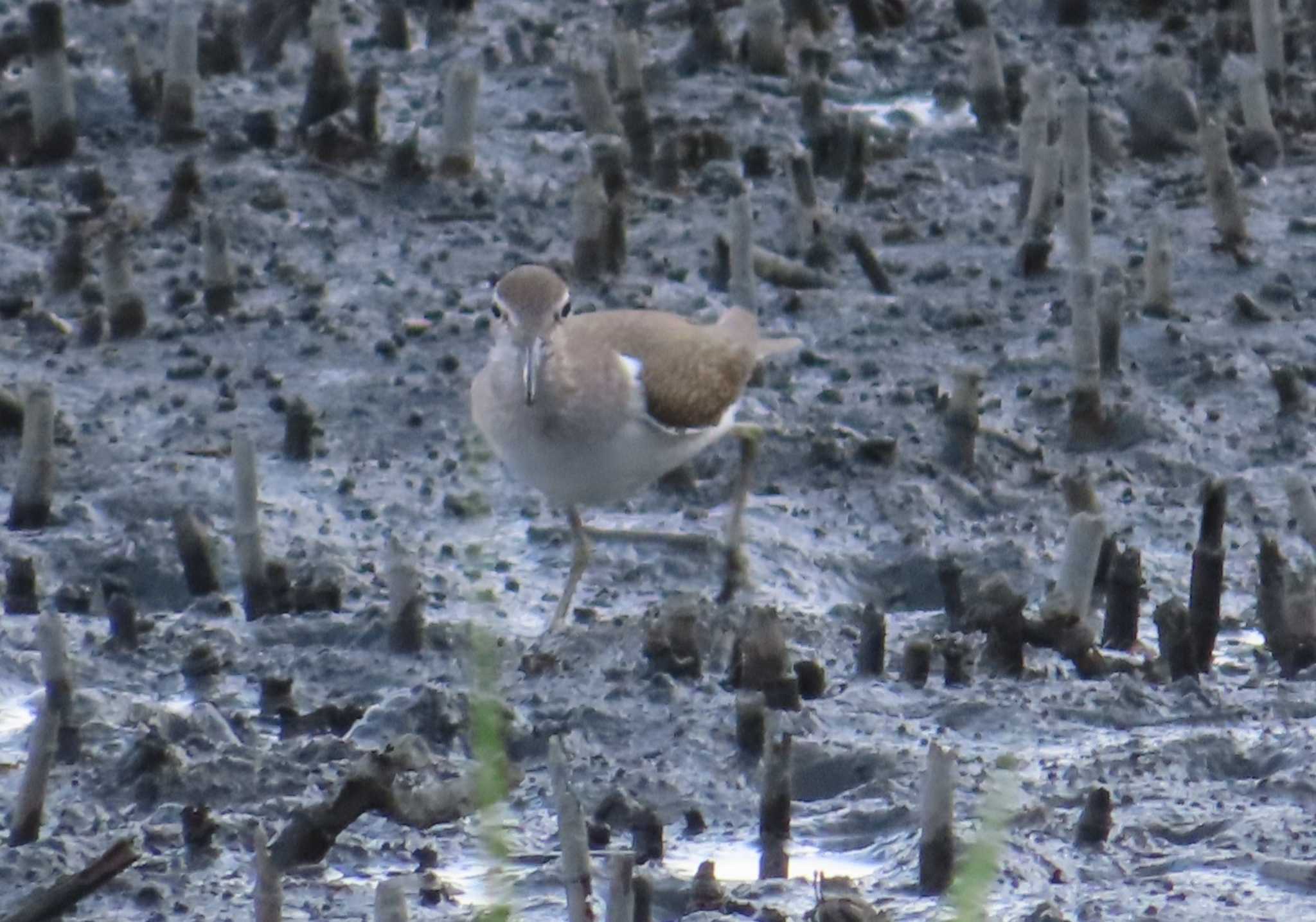 Photo of Common Sandpiper at Tokyo Port Wild Bird Park by ゆ