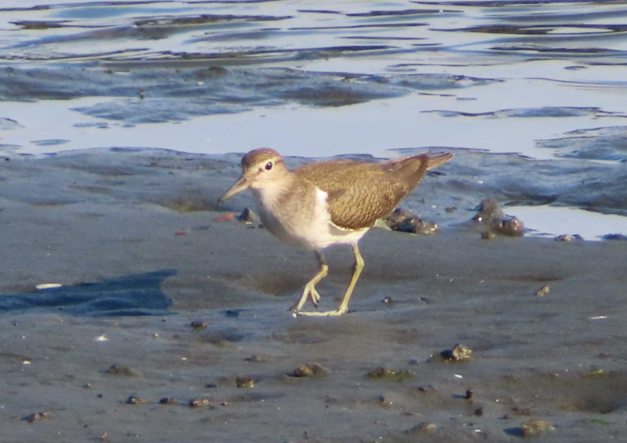 Photo of Common Sandpiper at Tokyo Port Wild Bird Park by ゆ