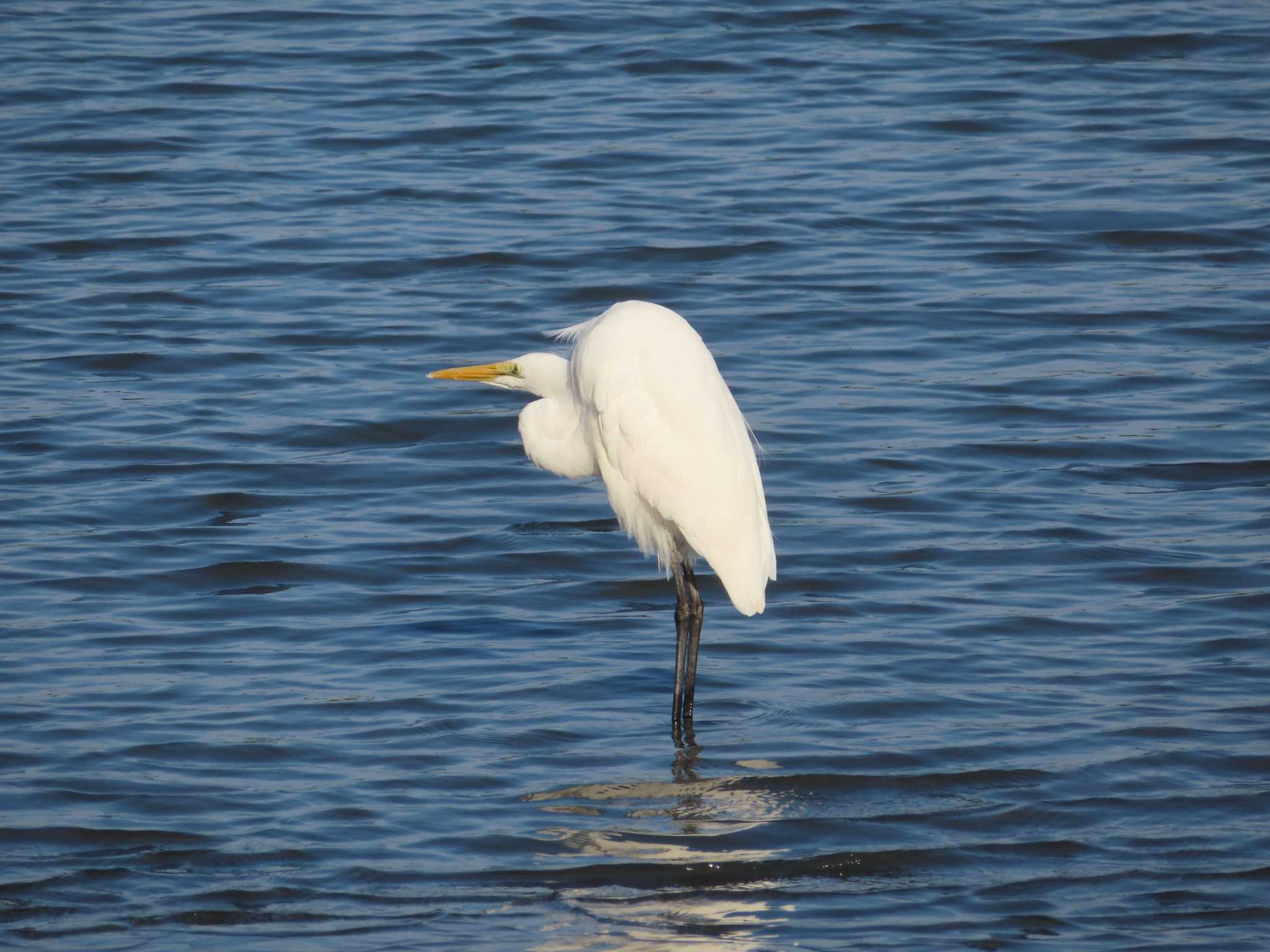 Photo of Great Egret at Tokyo Port Wild Bird Park by ゆ