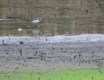 Common Greenshank Tokyo Port Wild Bird Park Mon, 9/21/2020