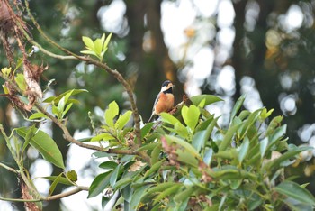 2020年9月21日(月) 葛西臨海公園の野鳥観察記録