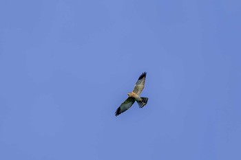 Chinese Sparrowhawk 烏帽子岳(長崎県) Sat, 9/19/2020