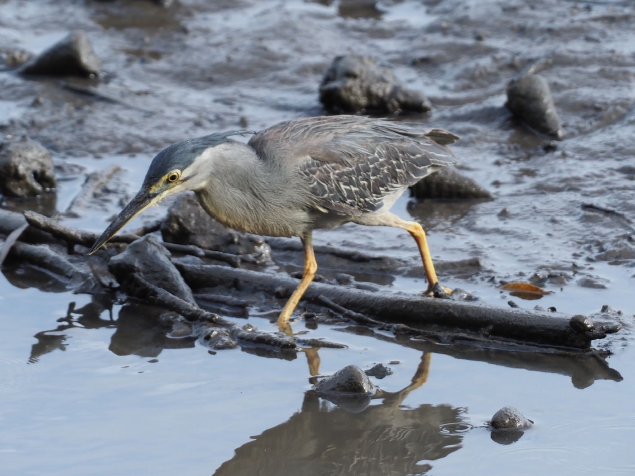 Sungei Buloh Wetland Reserve ササゴイの写真 by T K