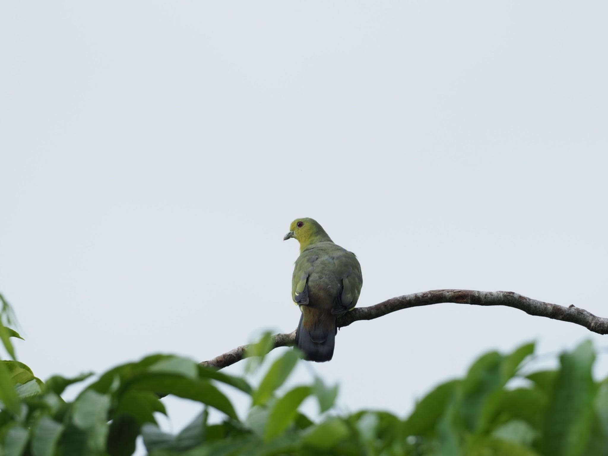 Photo of Pink-necked Green Pigeon at Jurong Lake Gardens by T K