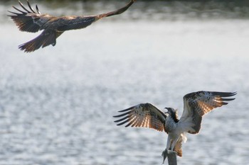 ミサゴ 大阪南港野鳥園 2020年9月21日(月)