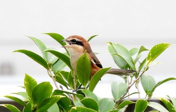 Bull-headed Shrike Unknown Spots Mon, 9/21/2020