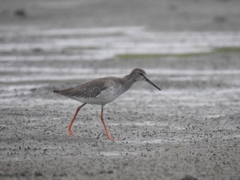 Mon, 9/21/2020 Birding report at 九十九里