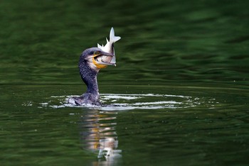 カワウ 栃木県 2020年9月13日(日)