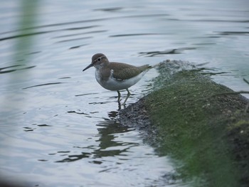 2020年9月21日(月) 葛西臨海公園の野鳥観察記録