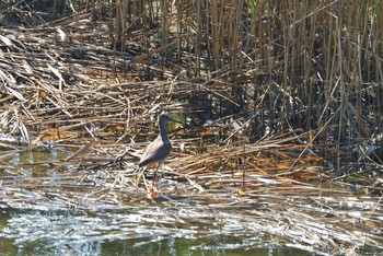 アカアシシギ 大阪南港野鳥園 2020年8月24日(月)