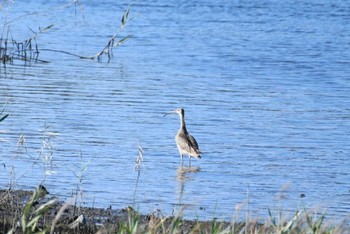 ホウロクシギ 大阪南港野鳥園 2020年9月21日(月)