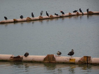 2020年9月20日(日) 相模原沈殿池の野鳥観察記録