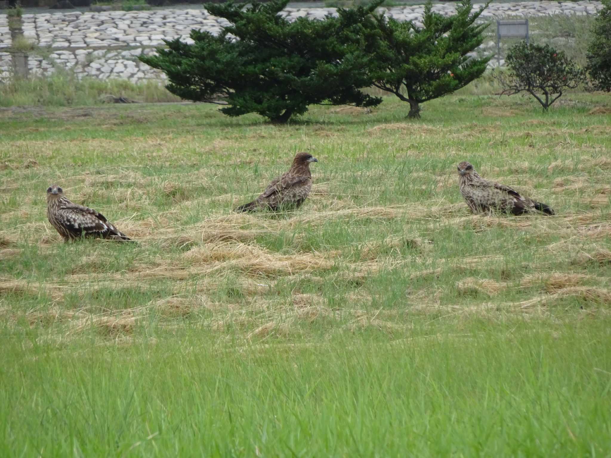 葛西臨海公園 トビの写真 by Kozakuraband