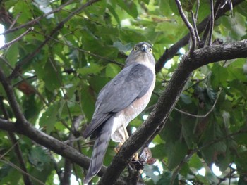 2020年9月21日(月) 葛西臨海公園の野鳥観察記録