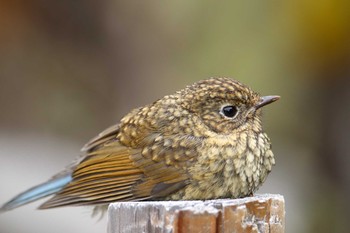 Mon, 9/21/2020 Birding report at Okuniwaso(Mt. Fuji)