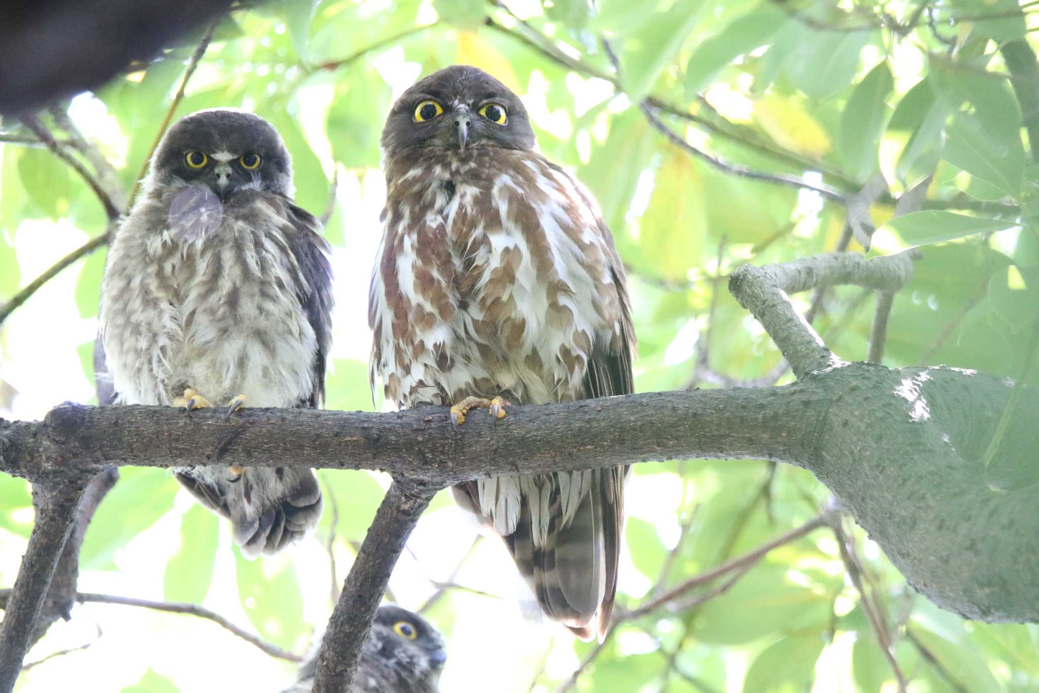 神奈川県 アオバズクの写真 by 西表山猫