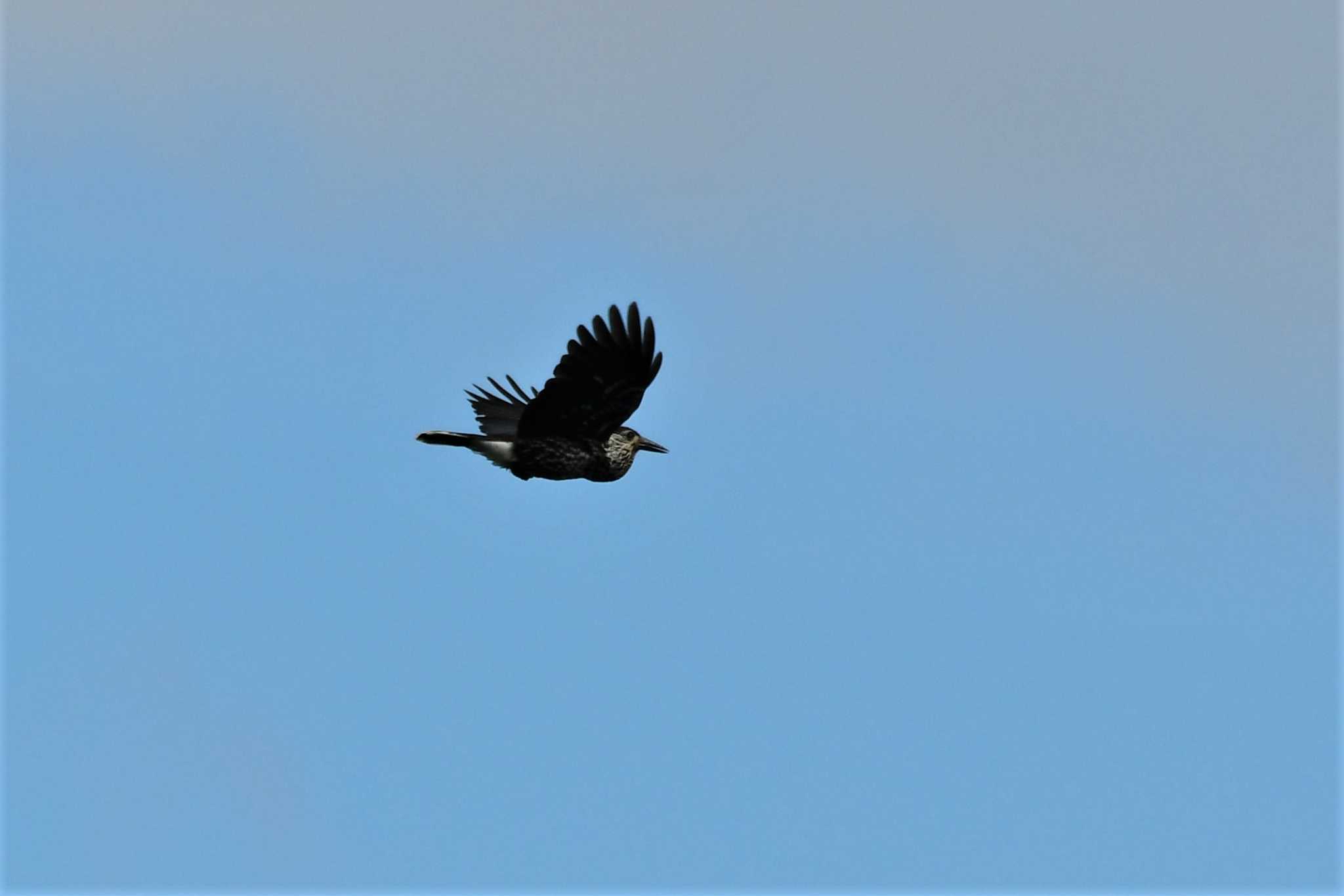 Photo of Spotted Nutcracker at Shirakaba-touge by Semal