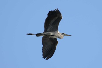 Tue, 9/22/2020 Birding report at 多摩川二ヶ領宿河原堰