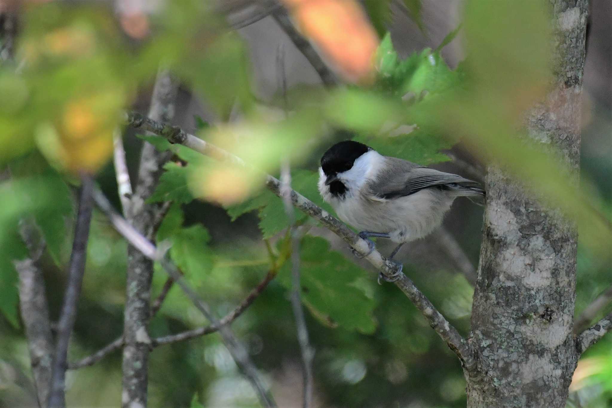 Photo of Willow Tit at Shirakaba-touge by Semal